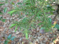 Juniperus rigida