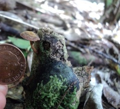 Simocybe phlebophora