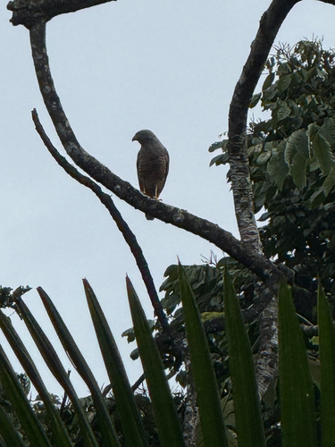 Roadside Hawk