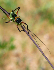 Acanthoplus discoidalis