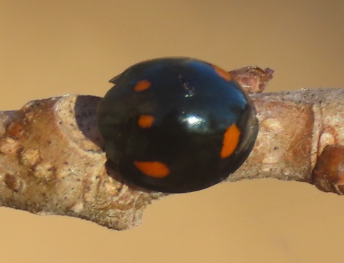 Orcus australasiae