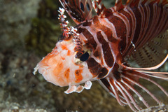 Pterois antennata