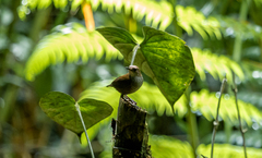 Microcerculus marginatus