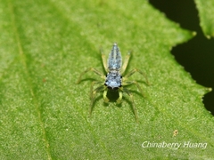 Phintella bifurcilinea