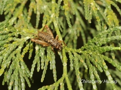 Duolandrevus coulonianus