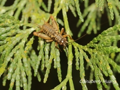 Duolandrevus coulonianus