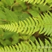 Limpleaf Fern - Photo (c) Lijin Huang (紫楝), some rights reserved (CC BY-NC), uploaded by Lijin Huang (紫楝)