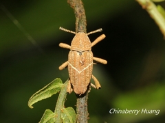 Cryptoderma formosense