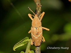 Cryptoderma formosense