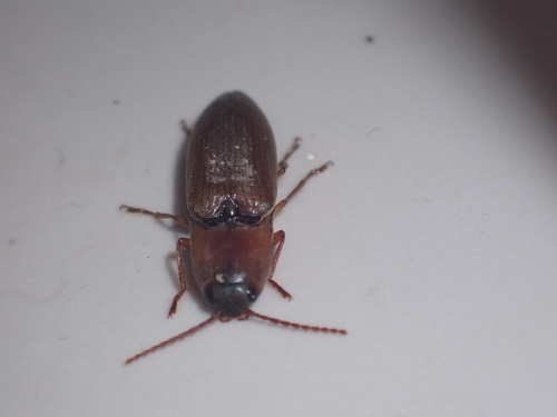 Simodactylus observed 2026-07-27