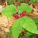 Lonicera canadensis - Photo (c) Superior National Forest, μερικά δικαιώματα διατηρούνται (CC BY)