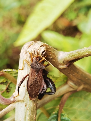 Acanthocephala distanti