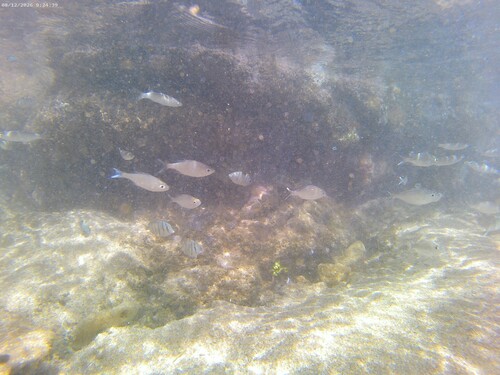 Kuhlia sandvicensis observed 2026-08-12