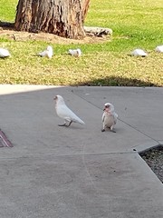 Cacatua tenuirostris