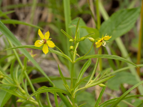 Lysimachia lanceolata