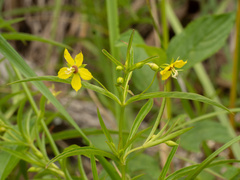 Lysimachia lanceolata