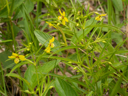 Lysimachia lanceolata, photograph 1