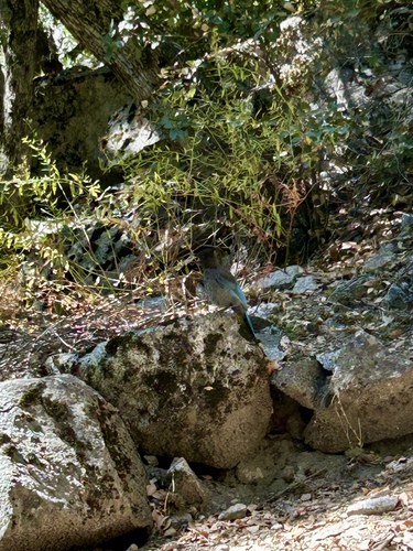 iNaturalist observation photo of Steller's Jay