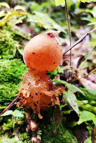 stalked puffball-in-aspic