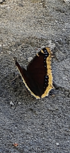 Mourning Cloak