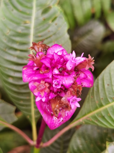 Palicourea chiriquiensis