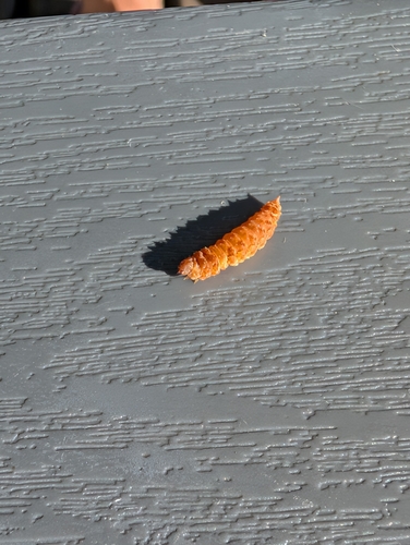 Arched Hooktip Moth