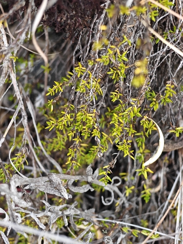 Arcytophyllum thymifolium