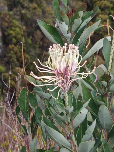 Andean Firebush