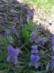 Viola collina