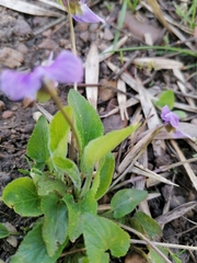 Viola collina