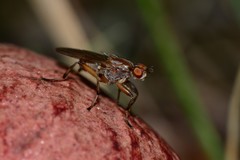 Tapeigaster paramonovi