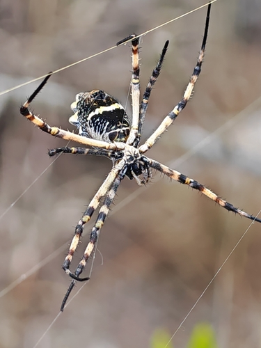 Silver Garden Orbweaver