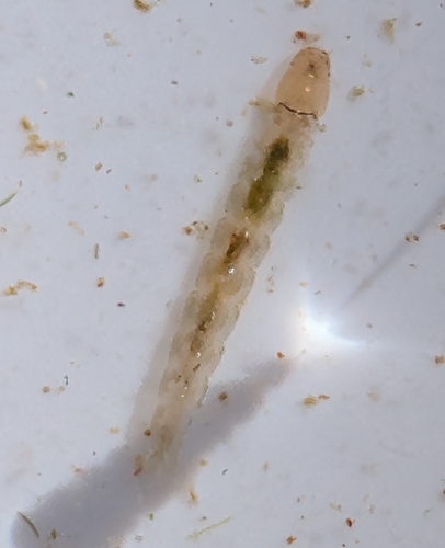 iNaturalist observation photo of Chaoborus