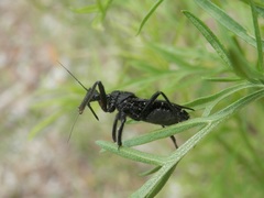 Apiomerus longispinis