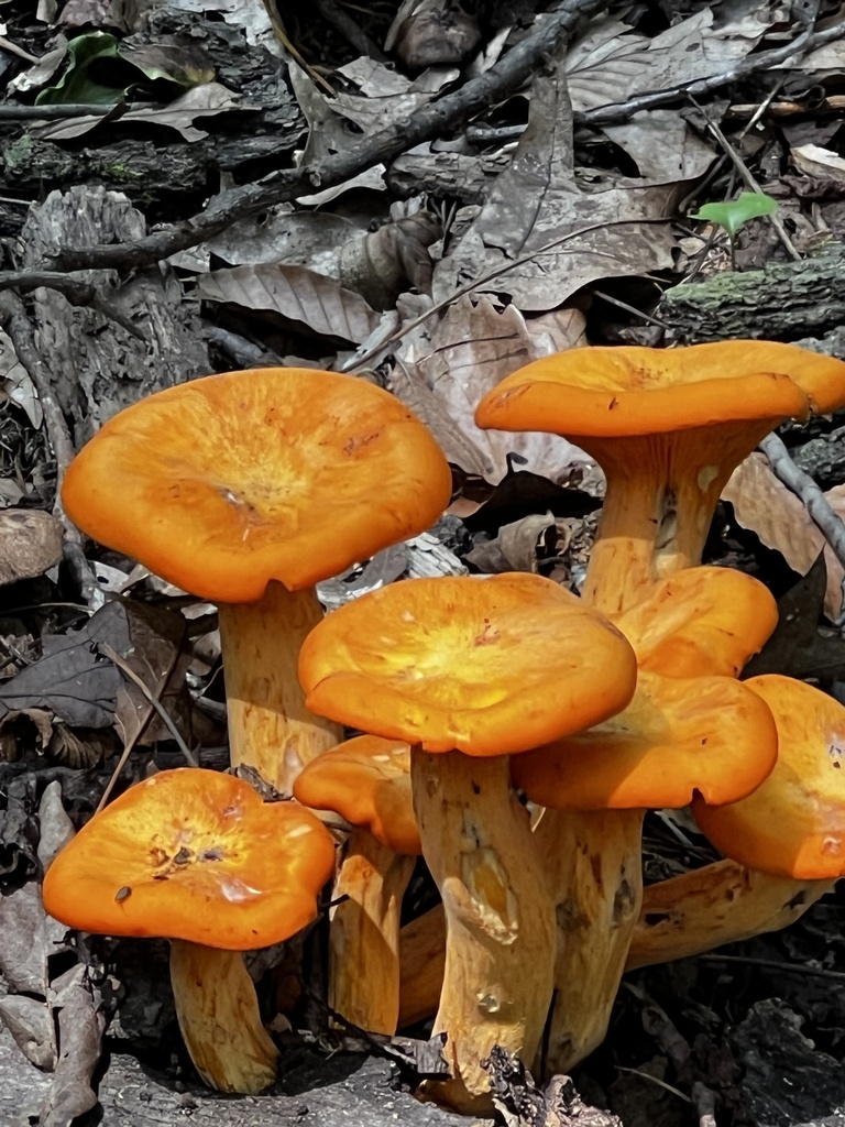 Cluster of bright orange jack-o'-lantern mushrooms showing crowded descending gills