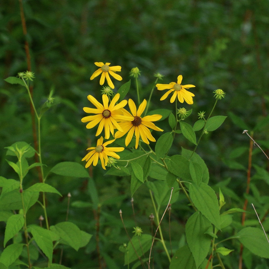 Rudbeckia subtomentosa, Tyler County, TX, USA