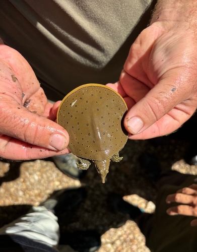 Spiny Softshell observed by lordsuperbeast
