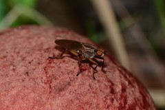 Tapeigaster paramonovi