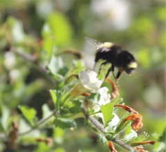 Bombus caliginosus