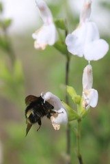 Bombus caliginosus