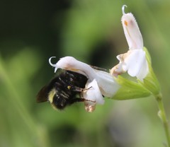 Bombus caliginosus