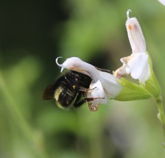 Bombus caliginosus