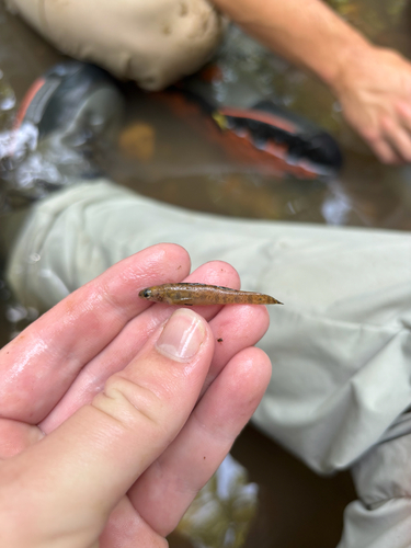 Slough Darter