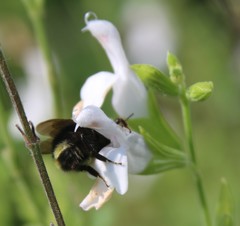 Bombus caliginosus