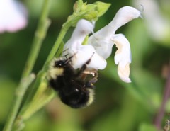 Bombus caliginosus