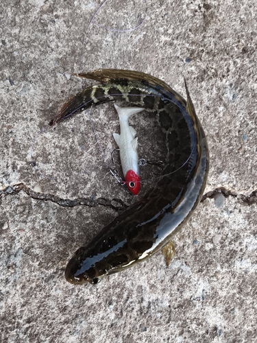 Northern Snakehead