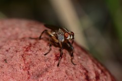 Tapeigaster paramonovi