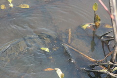 Channa argus