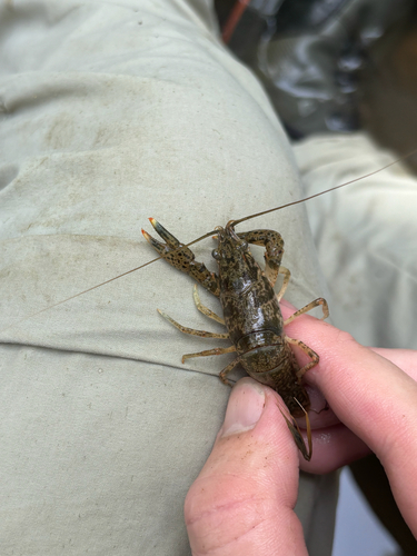 Gray-speckled Crayfish