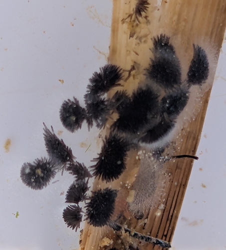 iNaturalist observation photo of Biting Midges